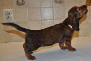 Jamnik d�ugow�osy - szczeni� 